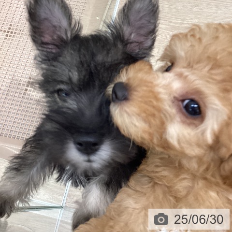 ミニチュア・シュナウザーの写真