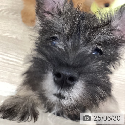 ミニチュア・シュナウザーの写真