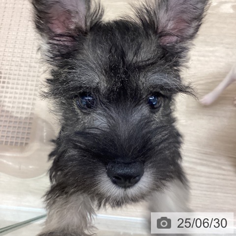 ミニチュア・シュナウザーの写真