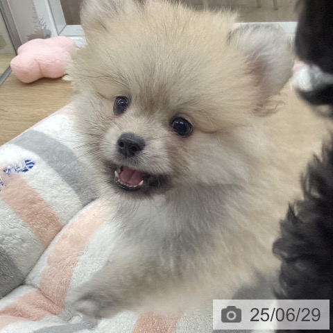 ポメラニアンの写真