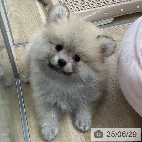 ポメラニアンの写真