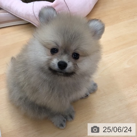 ポメラニアンの写真