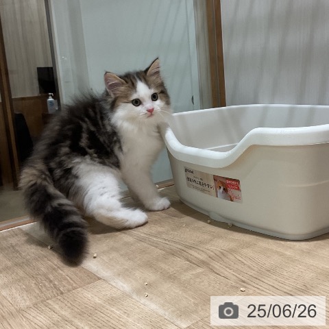 ラガマフィンの写真