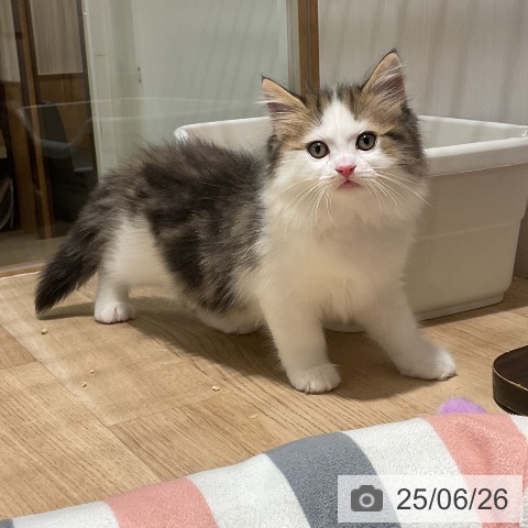ラガマフィンの写真