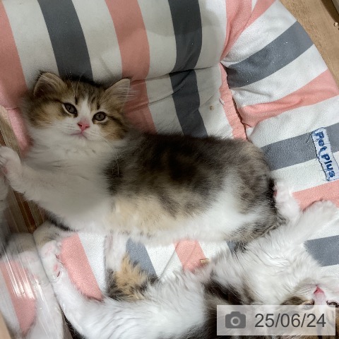 ラガマフィンの写真