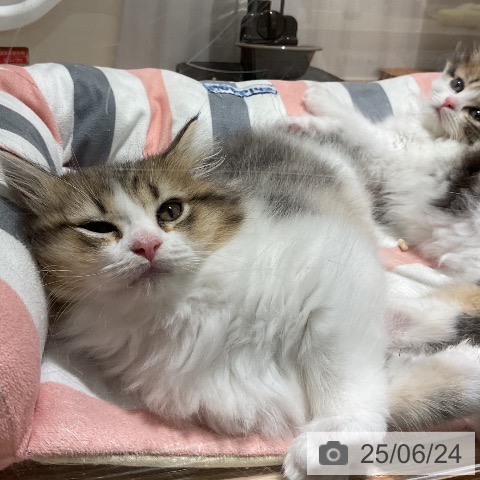 ラガマフィンの写真