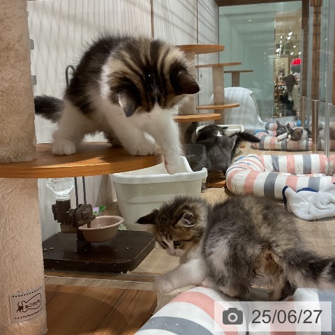 ラガマフィンの写真
