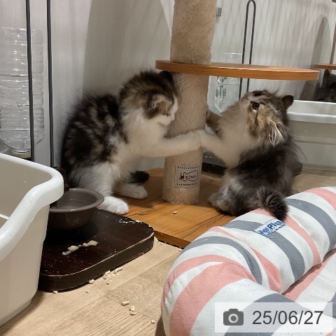 ラガマフィンの写真