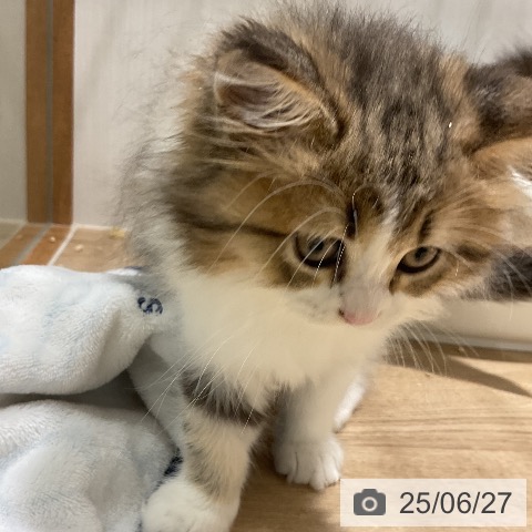 ラガマフィンの写真