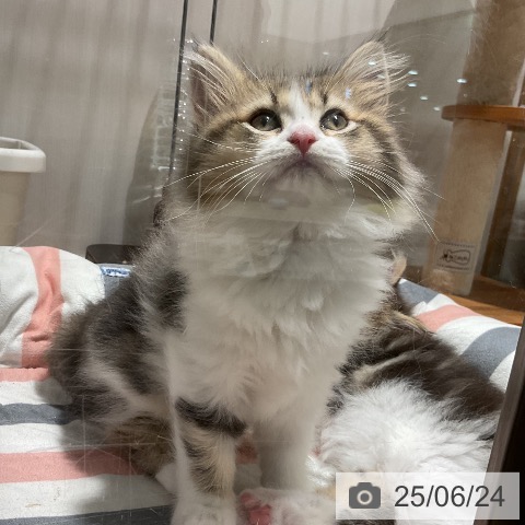 ラガマフィンの写真