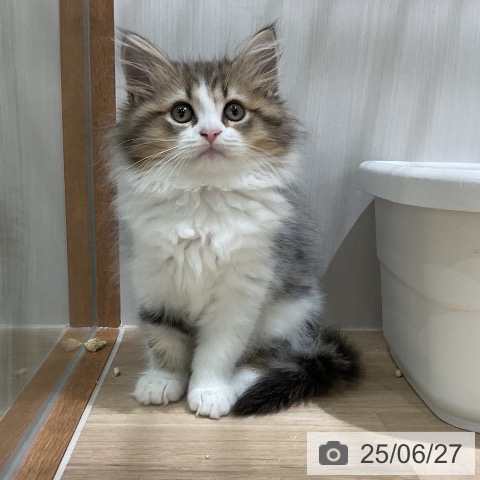 ラガマフィンの写真