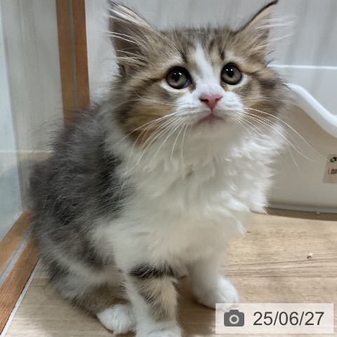 ラガマフィンの写真