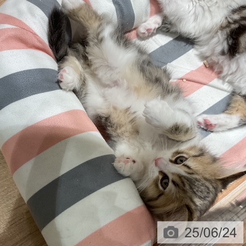 ラガマフィンの写真