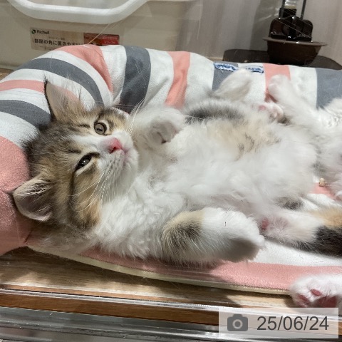 ラガマフィンの写真