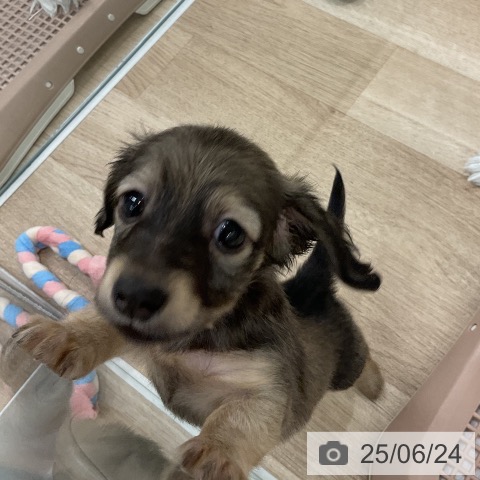 カニーンヘン・ダックスフンドの写真