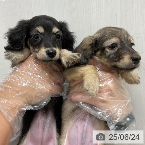 カニーンヘン・ダックスフンドの写真