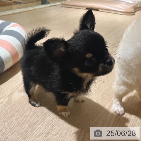 チワワの写真