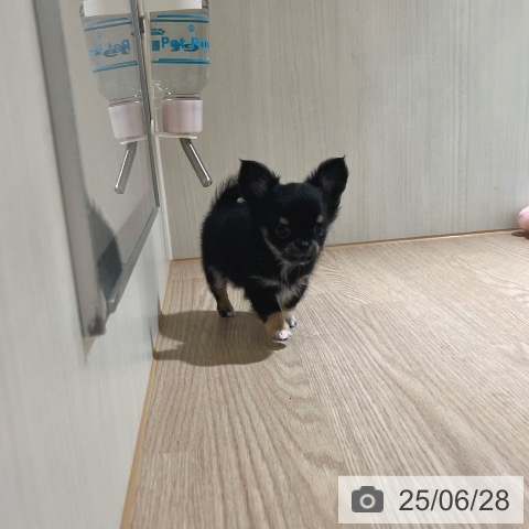 チワワの写真