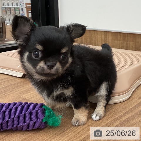 チワワの写真