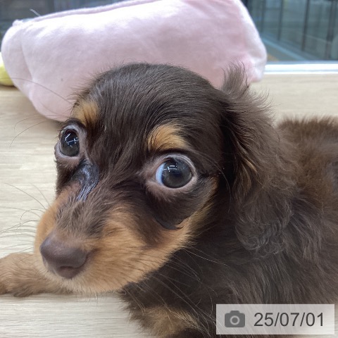 カニーンヘン・ダックスフンドの写真