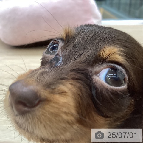 カニーンヘン・ダックスフンドの写真