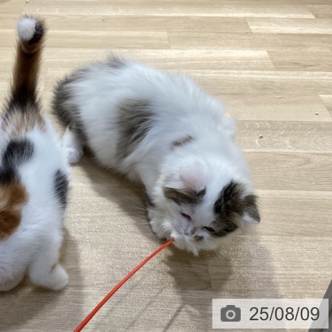 ペットプラス 小倉南店 | マンチカンの詳細情報 | 子犬・子猫