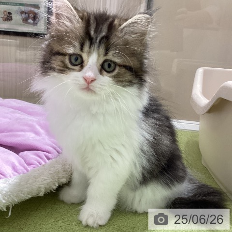 マンチカンの写真