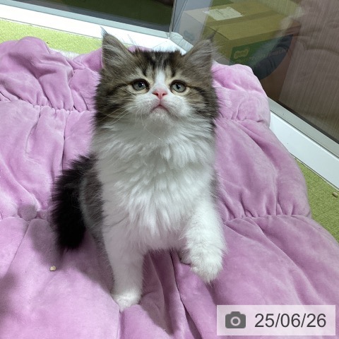 マンチカンの写真