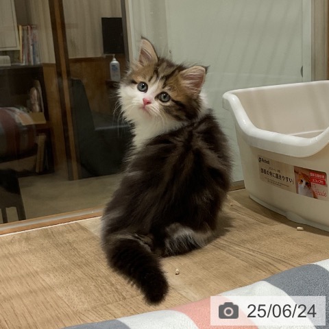 マンチカンの写真