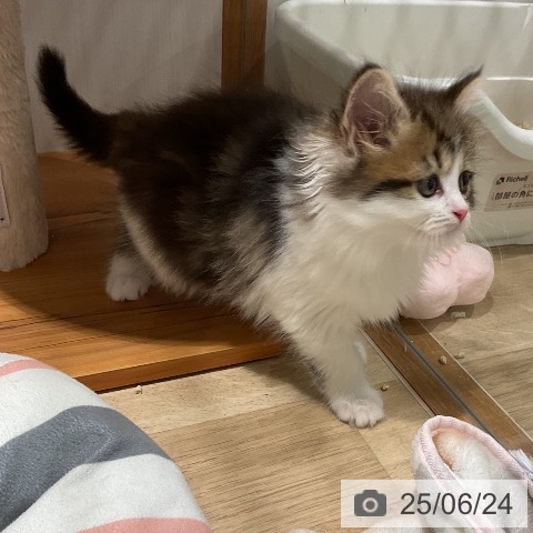 マンチカンの写真
