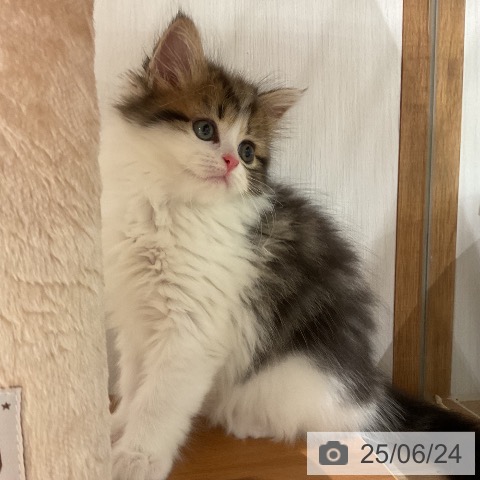 マンチカンの写真