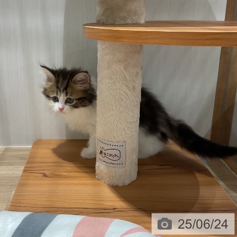 マンチカンの写真