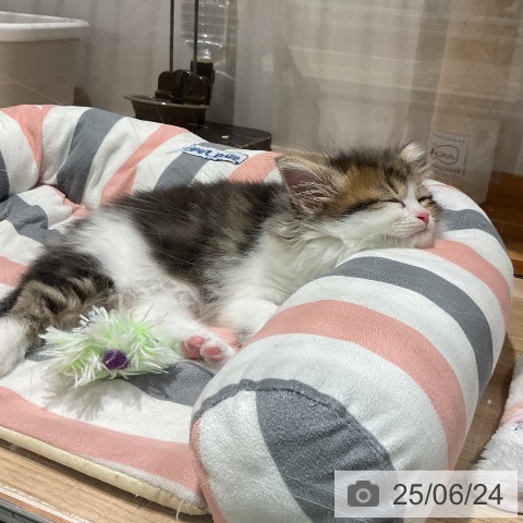 マンチカンの写真