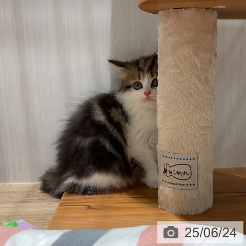 マンチカンの写真