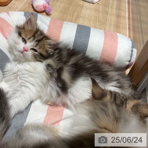 マンチカンの写真