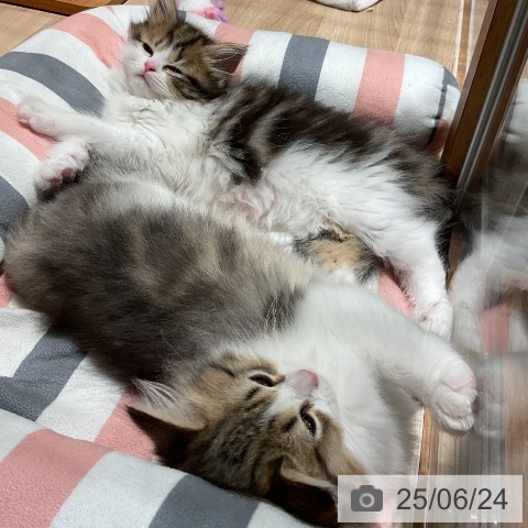 マンチカンの写真