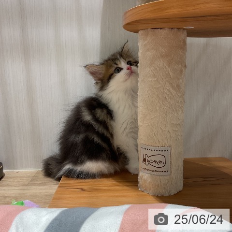 マンチカンの写真