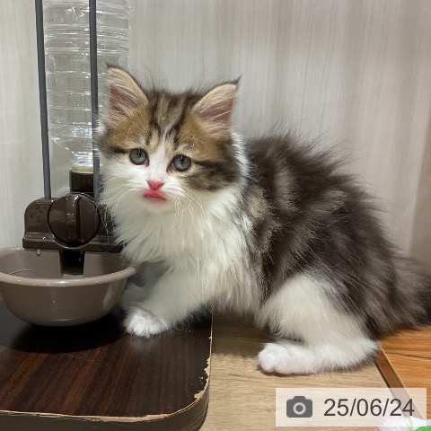 マンチカンの写真