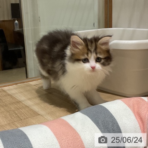 マンチカンの写真
