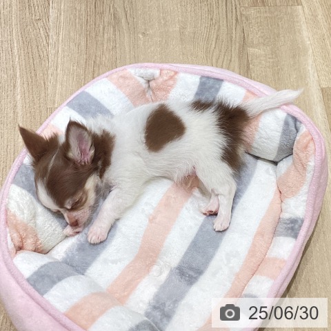 チワワの写真