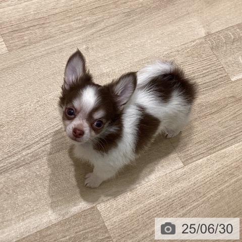 チワワの写真