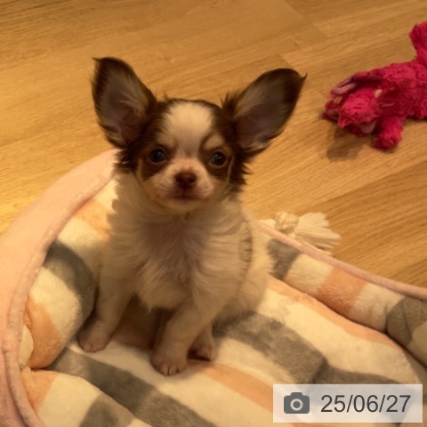 チワワの写真