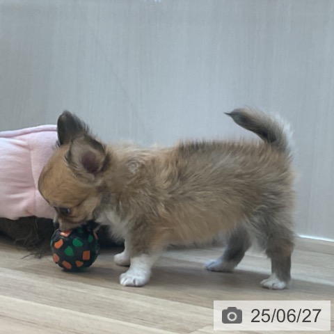 チワワの写真