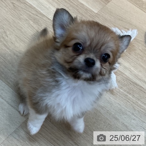 チワワの写真