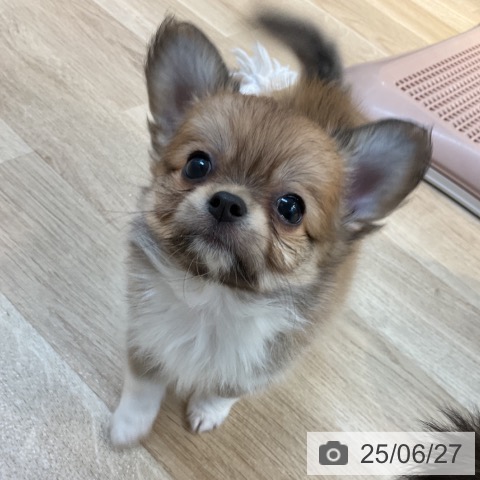 チワワの写真