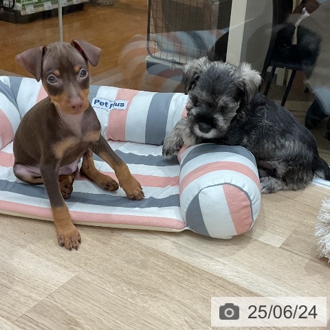 ミニチュア・ピンシャーの写真