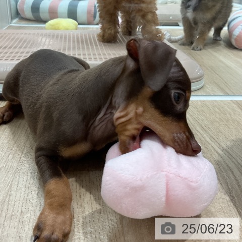ミニチュア・ピンシャーの写真