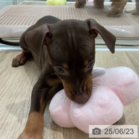 ミニチュア・ピンシャーの写真