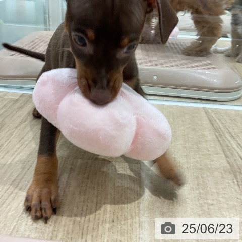 ミニチュア・ピンシャーの写真