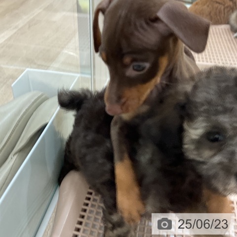 ミニチュア・ピンシャーの写真